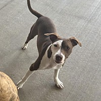 adopt a pet