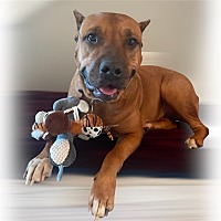 adopt a pet