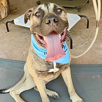 adopt a pet