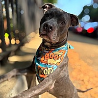 adopt a pet