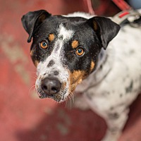 adopt a pet