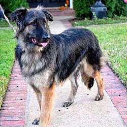 Houston, TX - German Shepherd Dog. Meet Augustus A Pet For Adoption ...