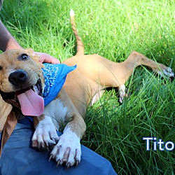 Thumbnail photo of Tito #3
