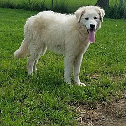 Photo of 3 Great Pyr