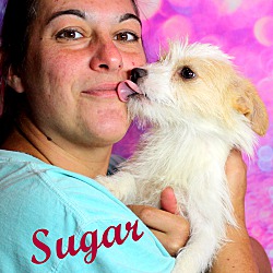 Thumbnail photo of Sugar~adopted! #2