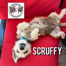 Photo of Scruffy Soho