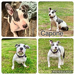 Photo of Capone