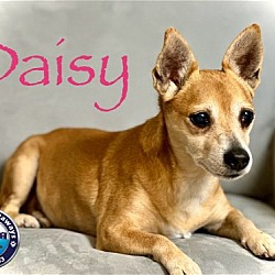 Thumbnail photo of Daisy (2) #4