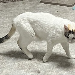 Photo of Holly - White Cat in Foster Care
