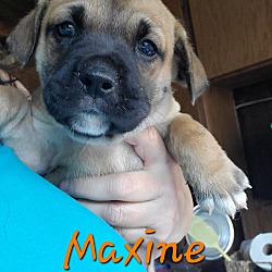 Thumbnail photo of Maxine #2