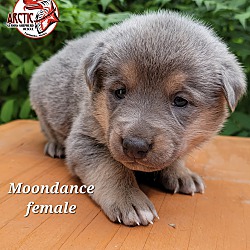 Thumbnail photo of Moondance #2