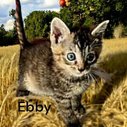 Thumbnail photo of Ebby #2