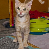 adopt a pet