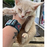 adopt a pet
