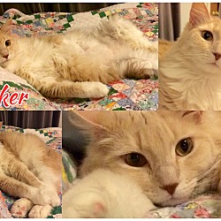 Thumbnail photo of Tinker - affectionate lap cat #3