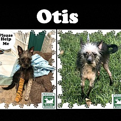 Thumbnail photo of Otis #2