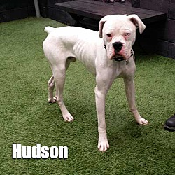 Thumbnail photo of Hudson #3