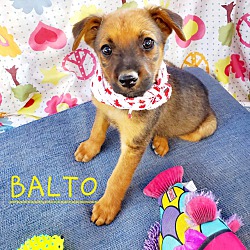 Thumbnail photo of Balto #3