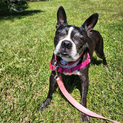 Middlebury, VT - Boston Terrier. Meet Sabrina a Pet for Adoption