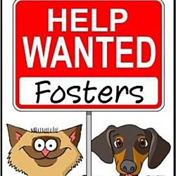 Thumbnail photo of FOSTERS NEEDED!! #1