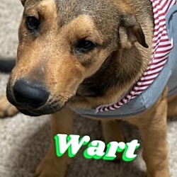 Photo of Wart