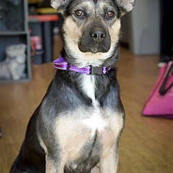 Photo of *JuniperAsh BEHR