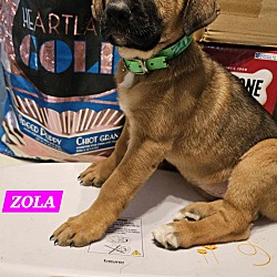 Thumbnail photo of Zola (PUPPY) #3