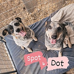 Thumbnail photo of Dot #3