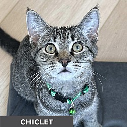 Thumbnail photo of Chiclet #1