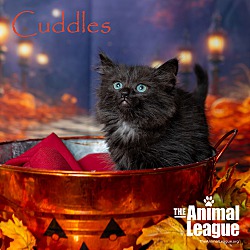 Thumbnail photo of Cuddles #4