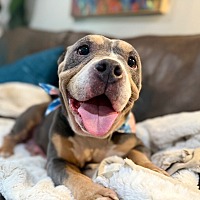 adopt a pet