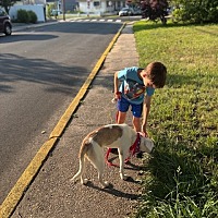 adopt a pet