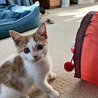 adopt-pet