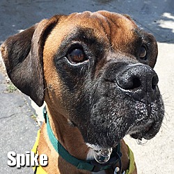 Thumbnail photo of Spike #1