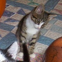 Thumbnail photo of Olive-kitten born Sept #2
