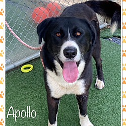 Thumbnail photo of APOLLO (reclaimed) #4