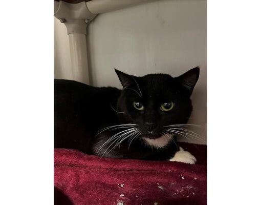 Boston Ma Domestic Shorthair Meet Clawd A Pet For Adoption