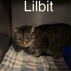Photo of Lil Bit