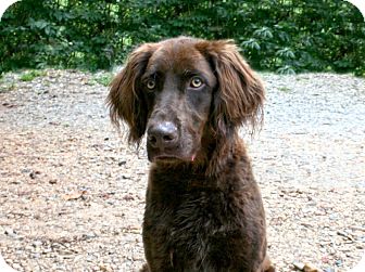 Cleveland Ga Boykin Spaniel Meet Red A Pet For Adoption