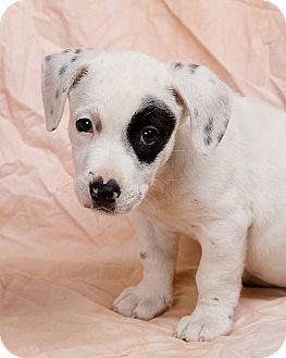 jack russell dalmatian cross puppies for sale