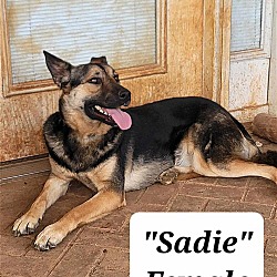 Thumbnail photo of Sadie #4