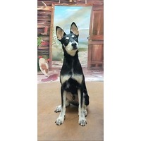 adopt-pet