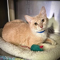 adopt a pet
