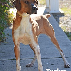 Thumbnail photo of Tucker #2