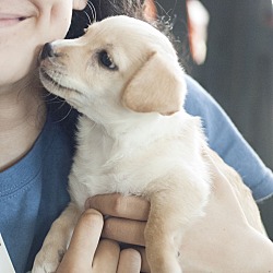 Thumbnail photo of Louis - Chanel pup #2