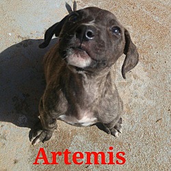 Thumbnail photo of Artemis #2