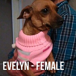Thumbnail photo of EVELYN #2