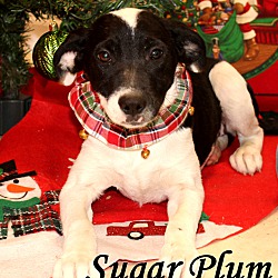 Thumbnail photo of Sugar Plum ~ meet me! #1