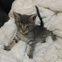 Thumbnail photo of Kitten Gray #2