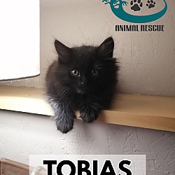 Thumbnail photo of Tobias #3